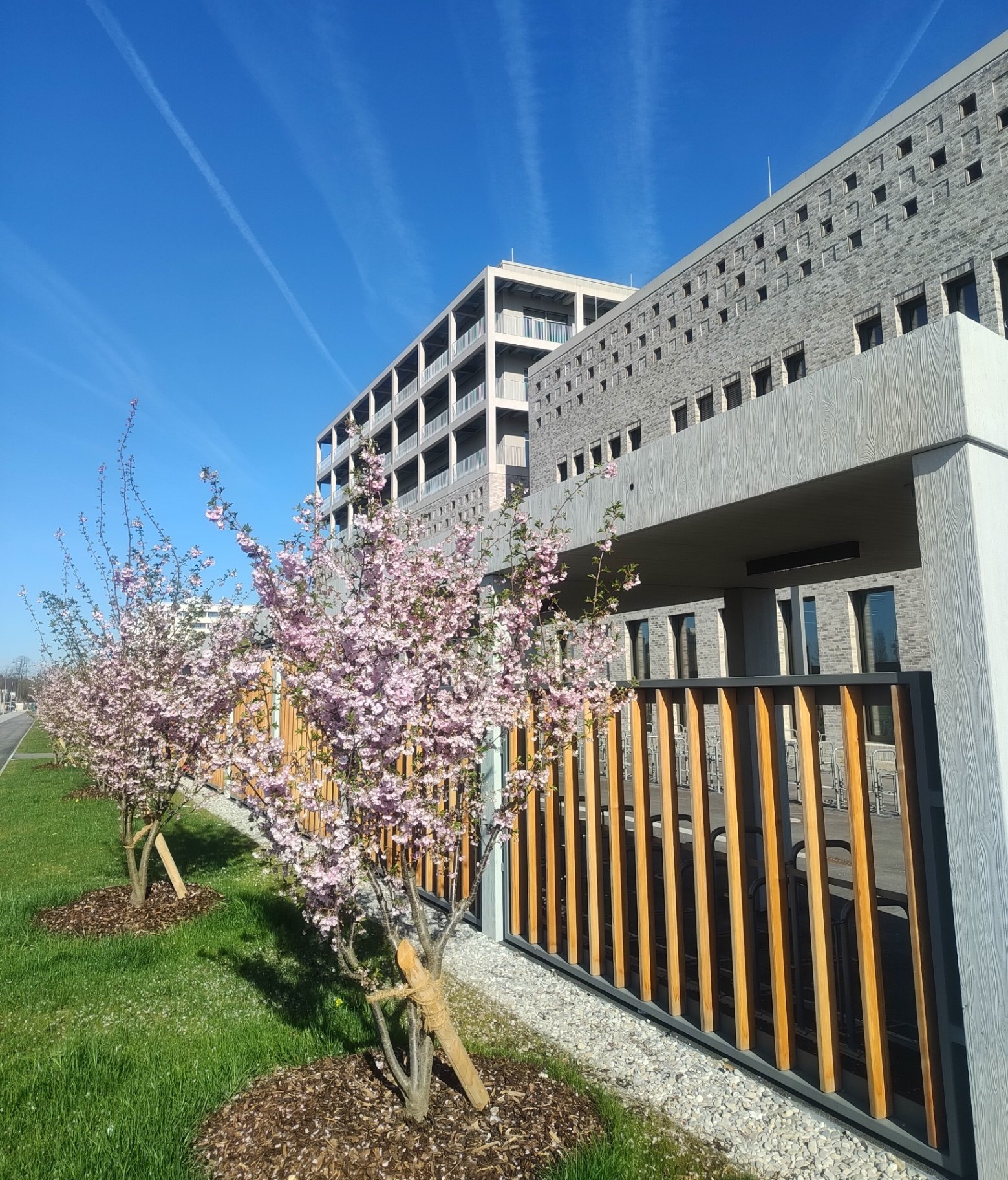 Gebäude des Gymnasiums Neufreimann in München mit blühenden Kirschbäumen im Vordergrund vor strahlend blauem Himmel